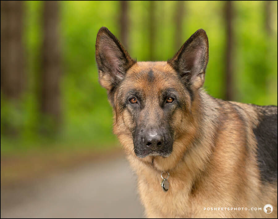 Dog Photographer for Muskoka, Collingwood | Posh Pets Photography