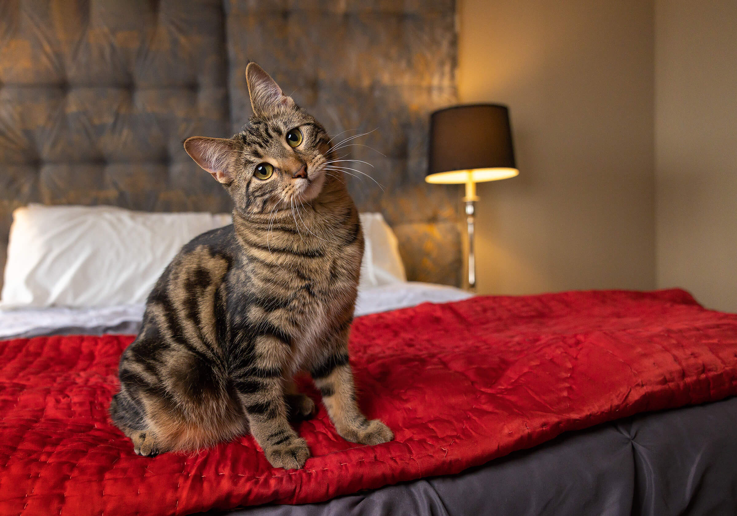 Toronto Pet Photography - Cat Photography - Lifestyle In-Home
